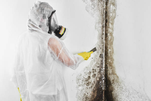 Biohazard Mold Removal in Shirley, NY